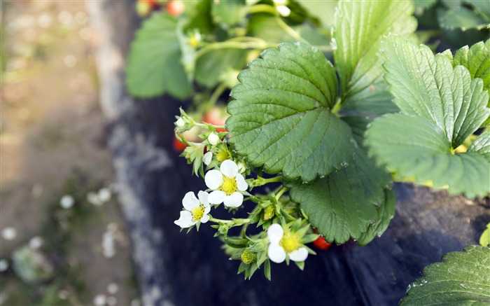 Verano, flor de fresa, 2019, alta calidad, escritorio Vistas:5337