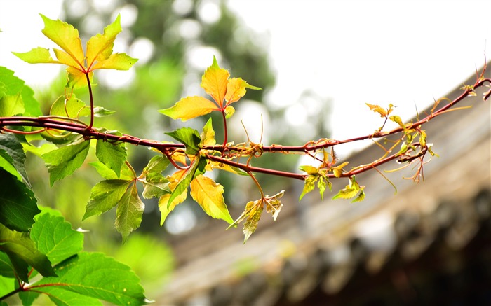 藤叶，2019，植物，高清，照片 浏览:6033