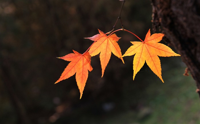 Automne, Rouge, Feuille d'érable, Macro, Haute définition, Photo Vues:10443