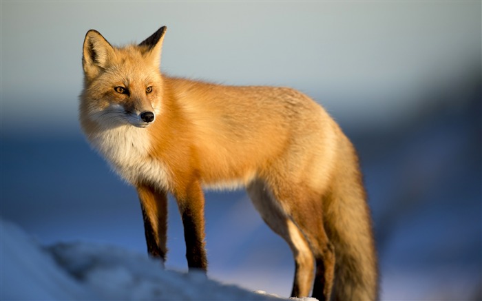 Cute Fox Wildlife 2019 Animal HD Photo Views:14173 Date:2019/11/1 8:04:25