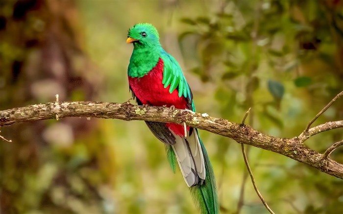 Resplendent Quetzal Bird 2019 HD Desktop Views:9117 Date:2019/11/11 5:51:34