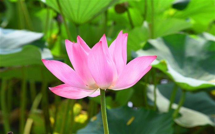 Summertime Pink Lotus Green Leaf Macro Photo Views:6390 Date:2019/11/1 7:55:41