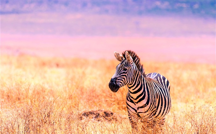 African savanna zebra 2019 Animals High Quality Photo Views:15629 Date:2019/12/8 6:20:40