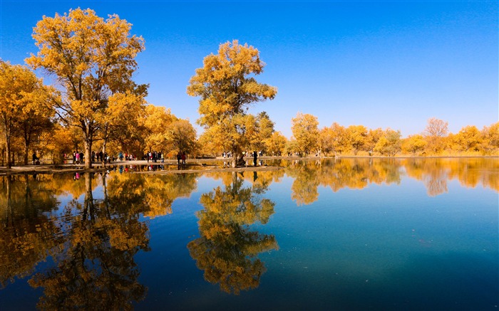 Outono, floresta Populus euphratica, 2019, HD, foto Visualizações:10040