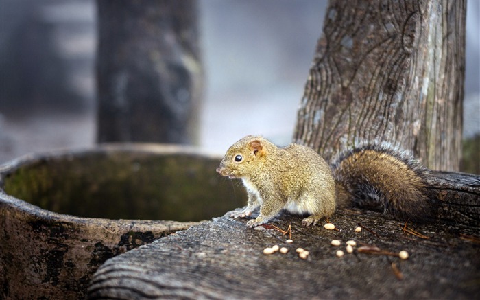 Cute Squirrel 2019 Animals High Quality Photo Views:7594 Date:2019/12/8 5:39:22