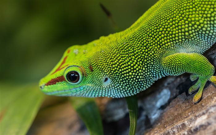 Lagarto arbóreo verde, 2019, Animal, HD, foto Visualizações:7444