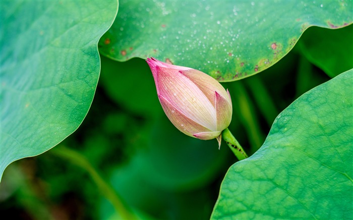 녹색 잎, 연꽃, 2019, 여름, HD, 사진 찾아보기 :5383