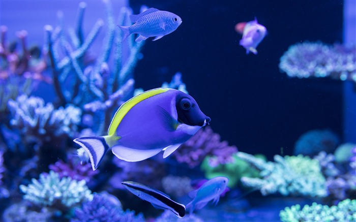 Marine ornamental fish 2019 Animals High Quality Photo Views:9497 Date:2019/12/8 5:43:26