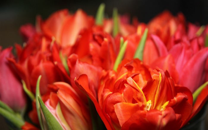 Pétalo Tulipán, 2019, Naturaleza, Flor, Foto Vistas:6285