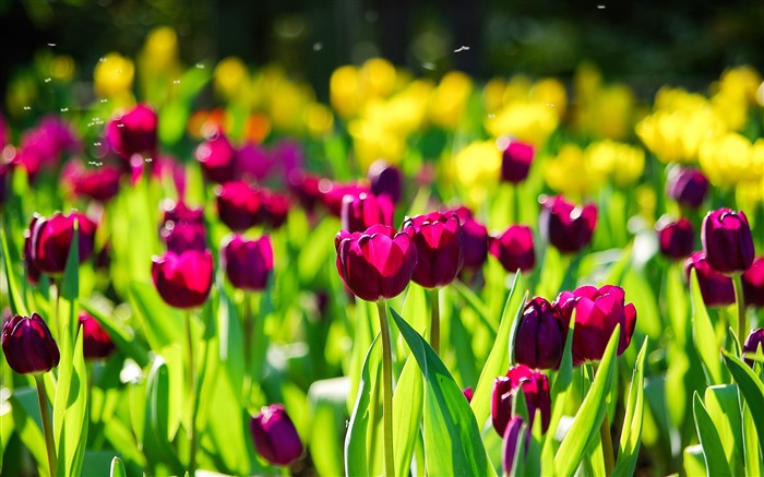 Púrpura, Romántico, Tulipanes, 2019, Naturaleza, Flor, Foto Vistas:7288