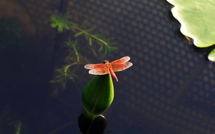 2019 년, 동물, 특집, 고품질, 사진 찾아보기 :27110