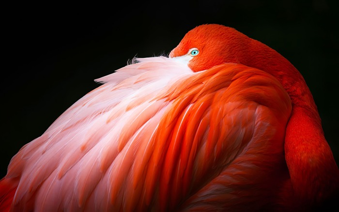 Rojo, Flamingo, 2020, Apple, iOS, Alta calidad, Poster Vistas:8850