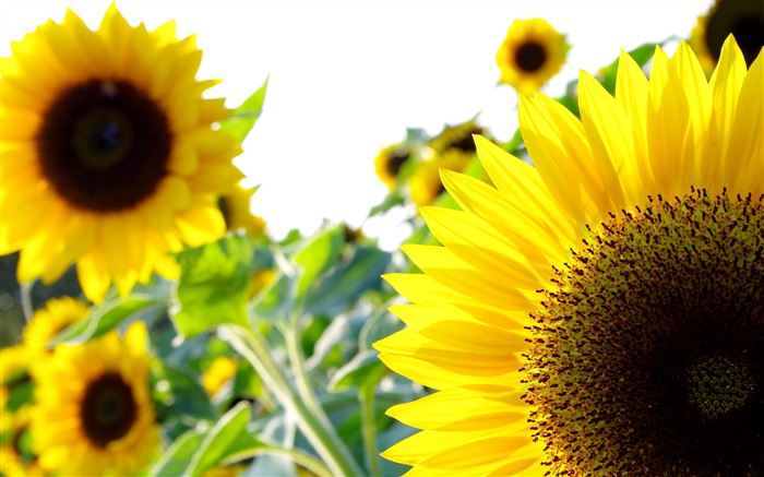 Girasol De Verano, 2019, Naturaleza, Flor, Foto Vistas:7057