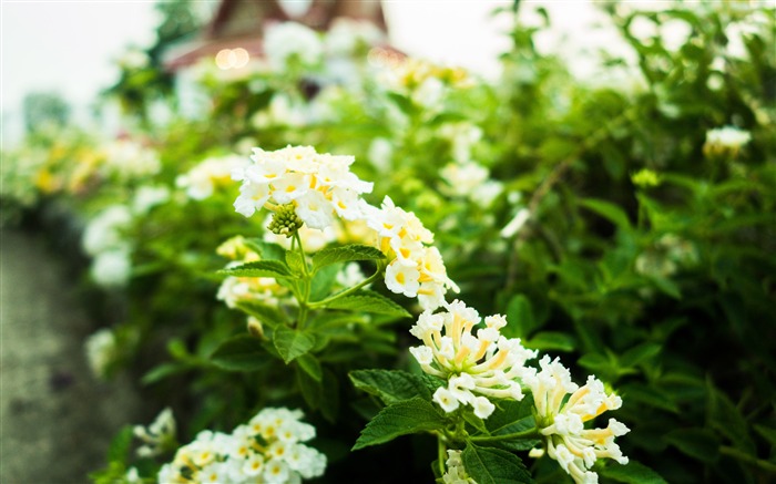 Blanco, Botánica, Flor, 2019, Naturaleza, Foto Vistas:6010