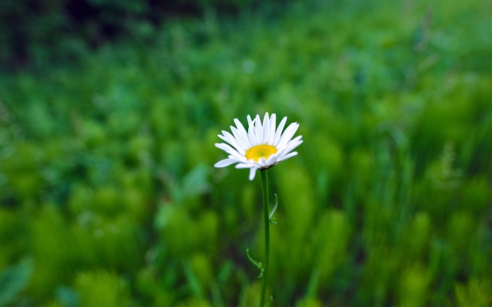 백색, 데이지, 꽃, 2019, 고품질, 사진 찾아보기 :6196