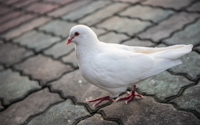 Pomba Branca, Pássaro Fofo, 2019, Alta Qualidade, Foto Visualizações:8941