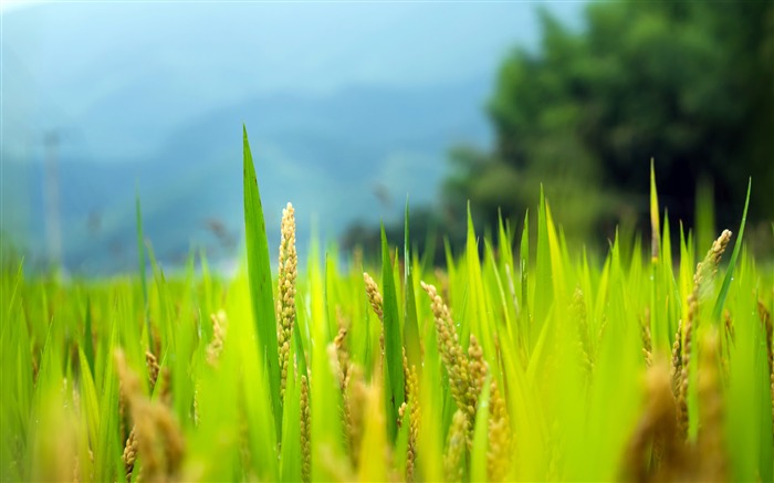 Summer Green Wheat Ears 2020 High Quality Photo Views:10695 Date:2020/1/13 7:30:25