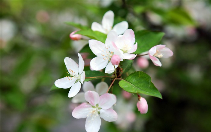 Bloom, Flores de begônia, 2020, HD, 4K, Foto Visualizações:5637