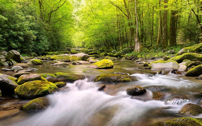 Primavera, Floresta, Fluxo, 2020, Natureza, Cenário, Foto Visualizações:17616