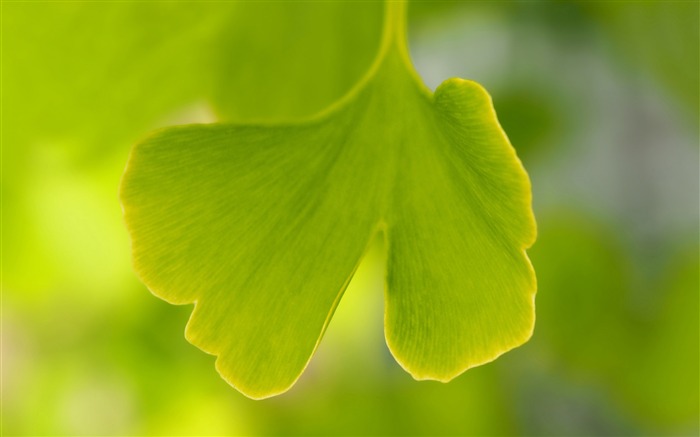 2020, hojas de ginkgo verde, macro, planta, escritorio HD Vistas:5370