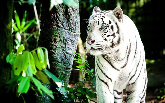 2020 White Tiger Animal HD Desktop Views:6747 Date:2020/4/8 6:00:21