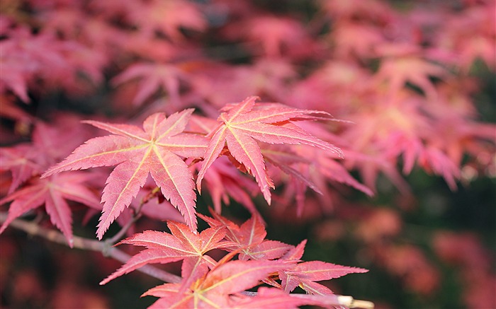 Folha de bordo vermelho outono, 2020, natureza, HD, foto Visualizações:7087