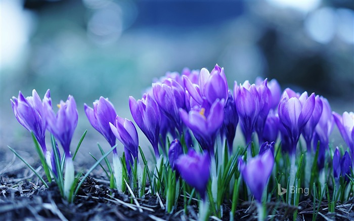 Blue Crocus flowers 2020 Bing Desktop Views:8684 Date:2020/4/22 4:36:38