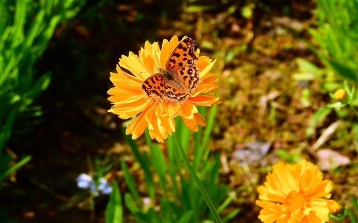 2020, naturaleza, hermoso, fresco, flores, planta, foto Vistas:21138