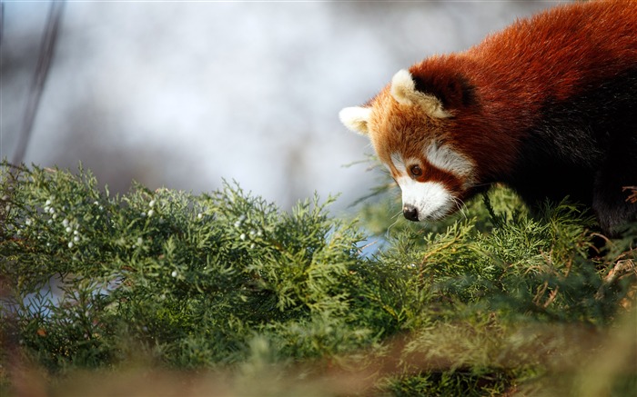 Bonito, Panda vermelho, 2020, Alta qualidade, Área de trabalho Visualizações:7846