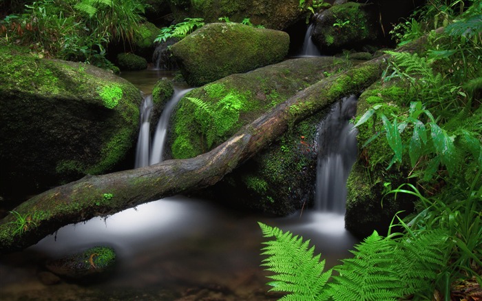 Bosque, Cascada, Piedras, 2020, Naturaleza, HD, Fotografía Vistas:7107