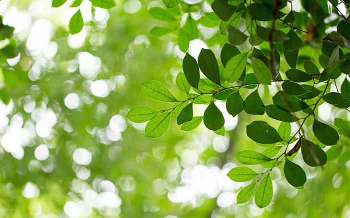 Folhas verdes frescas, 2020, natureza, HD, foto Visualizações:6817