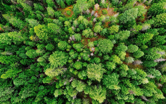 Verde, bosque de coníferas, 2020, alta calidad, escritorio Vistas:6921