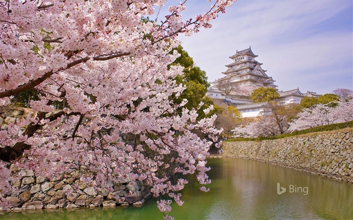 Japón, Cherry Blossoms, Himeji Castle, 2020, Bing, Desktop Vistas:13417