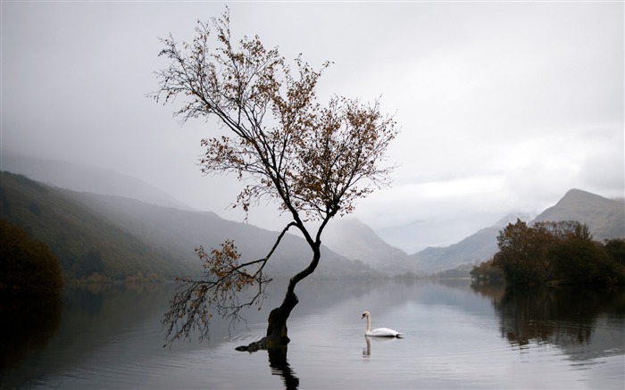 Lago, Cisne, Otoño, Niebla, 2020, Naturaleza, HDR, Fotografía Vistas:8007