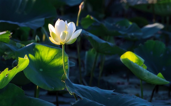 Morning white lotus 2020 Nature HD Photo Views:7361 Date:2020/4/3 6:57:51