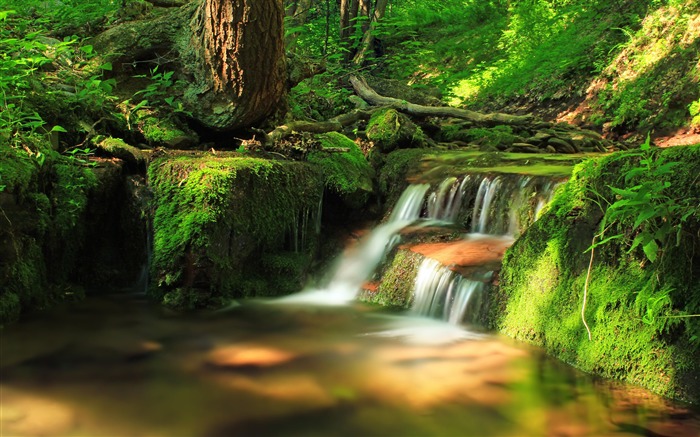 Natureza, floresta, cachoeira, 2020, alta qualidade, área de trabalho Visualizações:8117