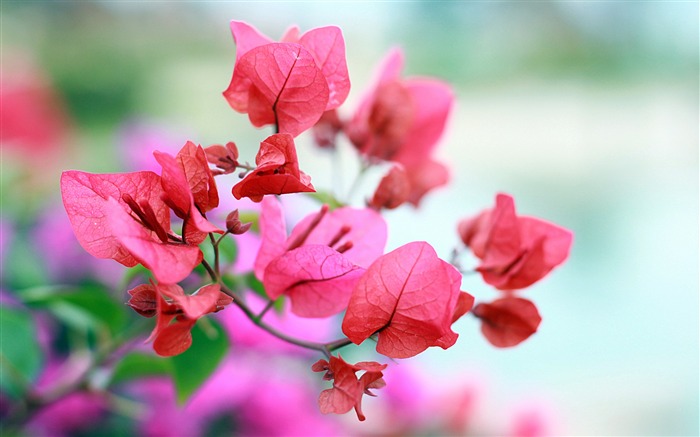 Buganvílias cor de rosa, 2020, natureza, HD, foto Visualizações:7123