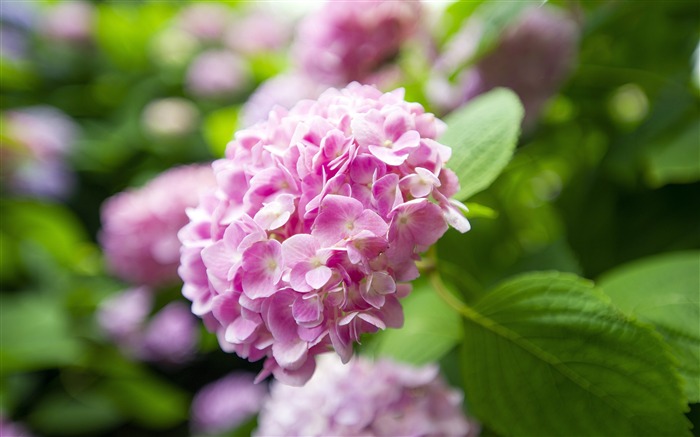 Pink hydrangea Flower 2020 Nature HD Photo Views:6654 Date:2020/4/3 6:56:51