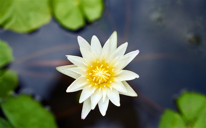 Pond White lotus 2020 High Quality Desktop Views:6933 Date:2020/4/21 5:35:44