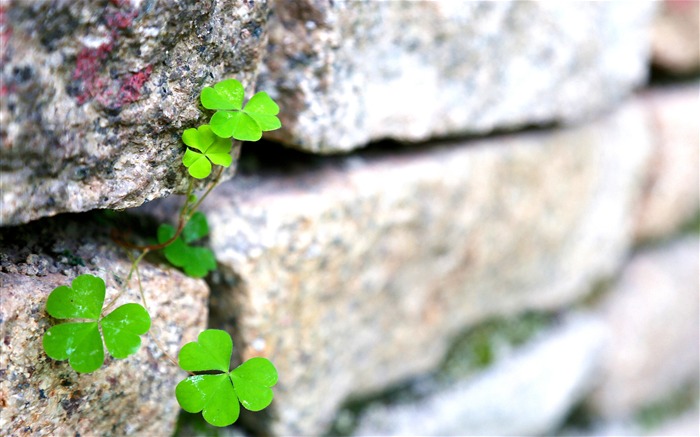 Écart de roche, Plante verte, 2020, Nature, HD, Photo Vues:6702