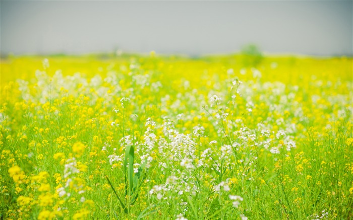 春天，绿色的油菜花，2020，高质量，桌面 浏览:9711