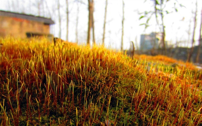 Summer moss closeup 2020 Nature HD Photo Views:5617 Date:2020/4/3 7:04:19