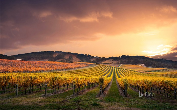 Adelaide Hills Vineyard Australia 2020 Bing Desktop Views:8834 Date:2020/5/14 8:54:14