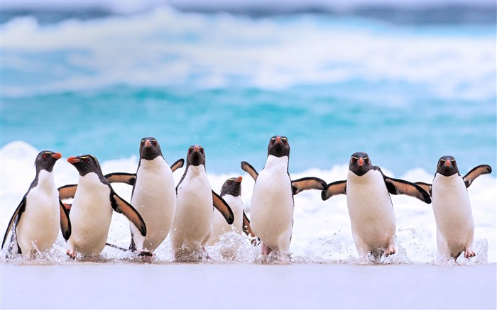 Falkland Islands Penguins 2020 Bing Desktop Views:13024 Date:2020/5/14 8:38:46