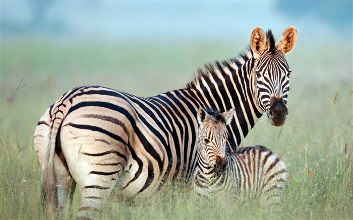 South Africa Rietvlei Nature Reserve Zebra 2020 Bing Desktop Views:7420 Date:2020/5/14 8:52:03