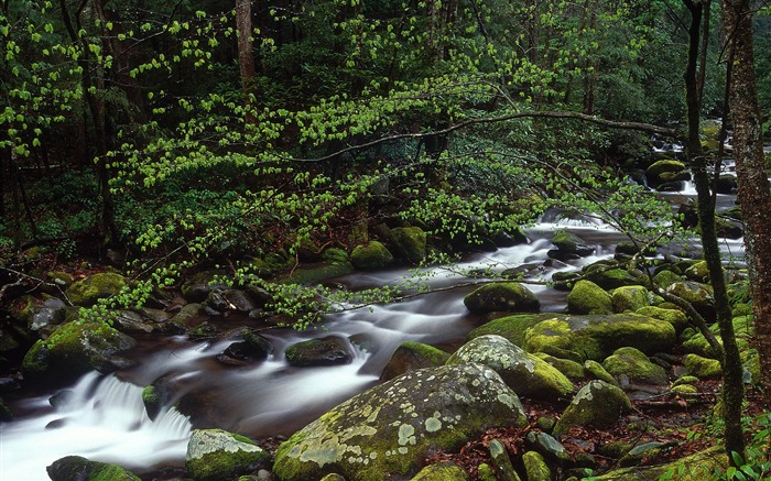 Tennessee Forest park River Stream 2020 Bing HD Desktop Views:7657 Date:2020/5/22 8:15:32