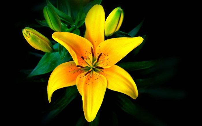 Yellow lilies Macro 2020 Nature Plant HD Photo Views:8832 Date:2020/5/16 5:54:10