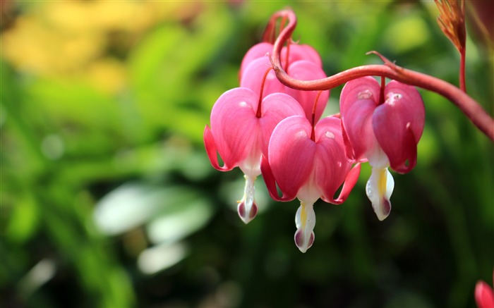 Romántico, Rosa, Flor, 2020, Alta calidad, Foto Vistas:7631