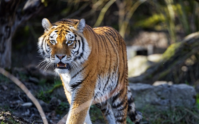 Tigre, Depredador, Colmillos, Selva, 2020, Alta calidad, Foto Vistas:8369