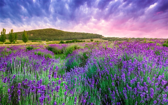 Lavender Mountain Provence 2020 Nature Scenery Photography Views:17490 Date:2020/8/1 5:30:31